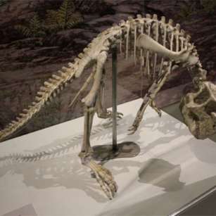 Museo de Ciencias Naturales de Zaragoza - Esqueleto de dinosario expuesto en el Edificio Paraninfo de la Universidad de Zaragoza