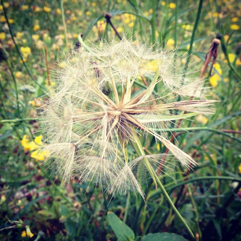 Imagen subida a Zaragoza Ciudad - dandelion 631532 1280