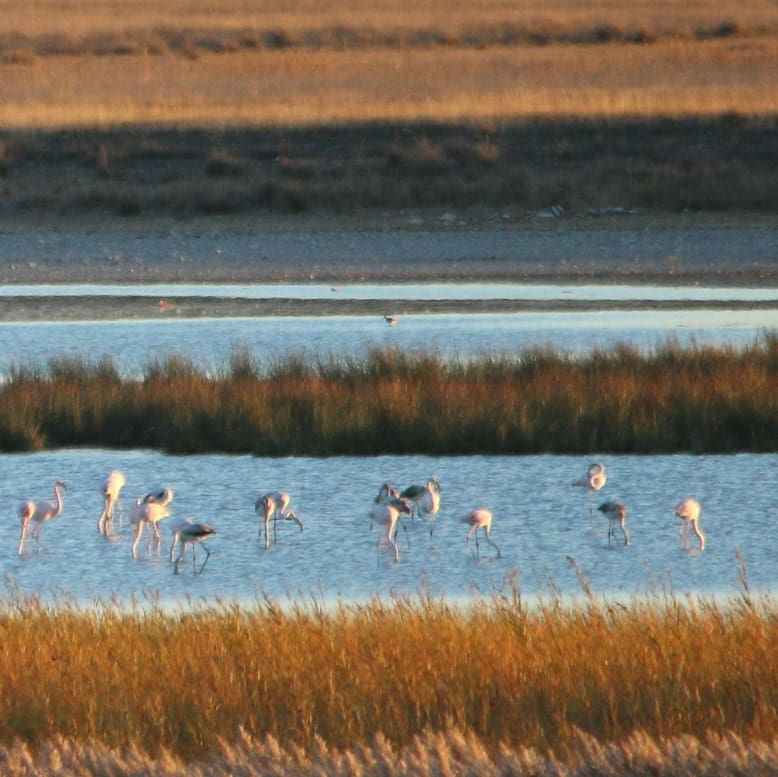 laguna-gallocanta-otoño Otoño en la provincia de Zaragoza