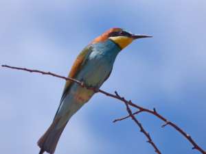 animales que veranean en Zaragoza