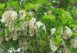 flores silvestres en Zaragoza