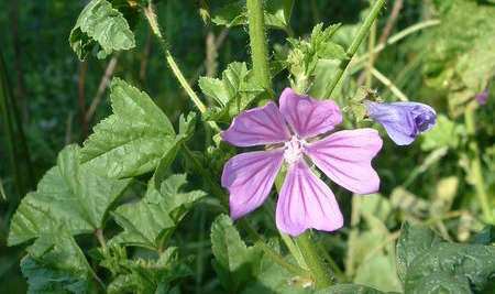 flores silvestres en Zaragoza