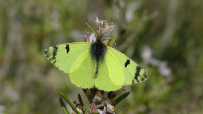 animales que veranean en Zaragoza