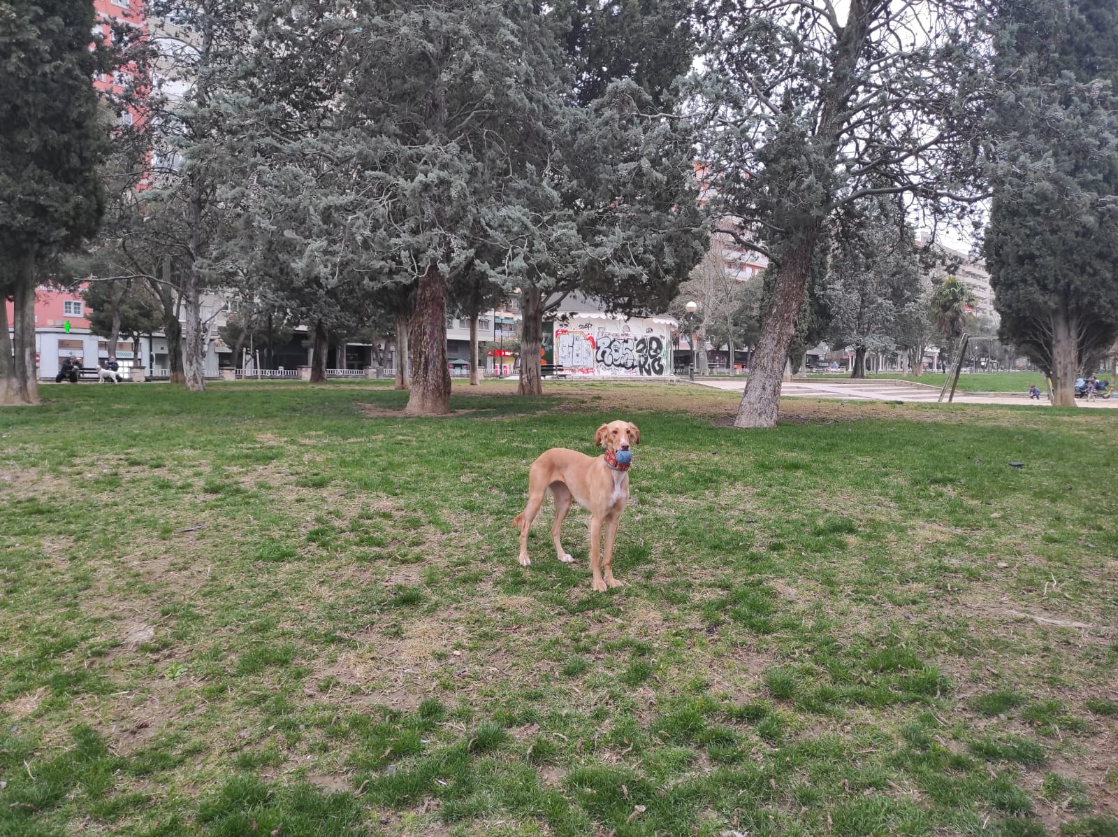 Zonas de esparcimiento canino en Zaragoza - Enjoy Zaragoza