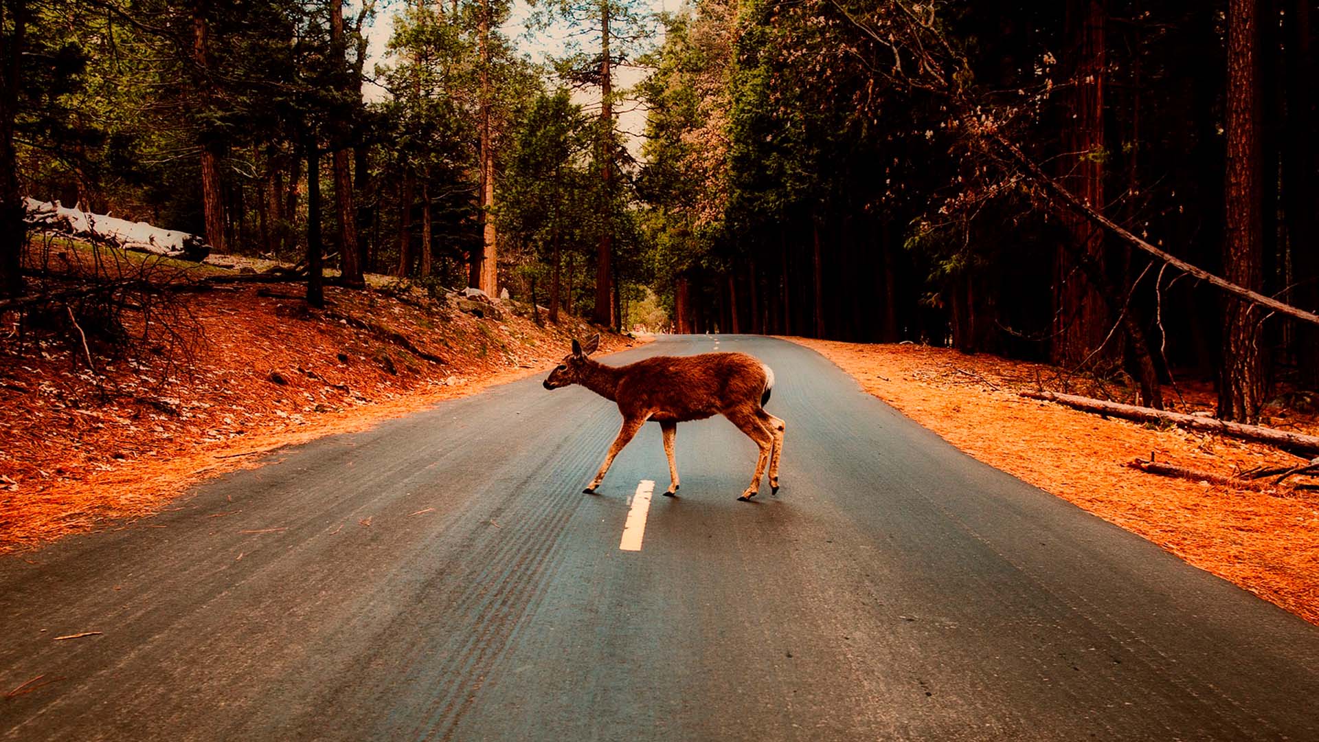 Atropellos De Animales:  Protege Tu Bolsillo Y A La Fauna. - y8idsla