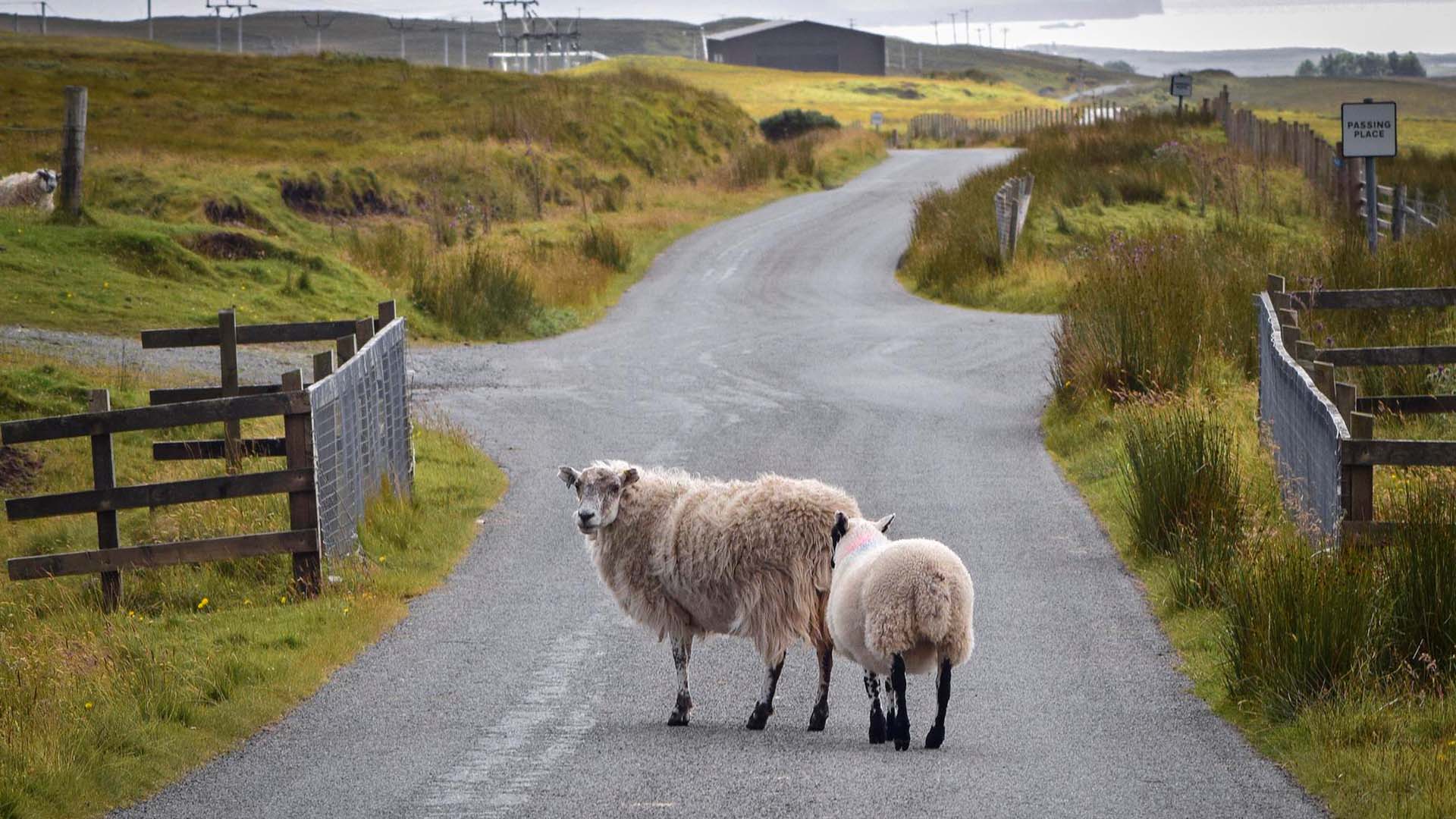 atropello de animales en la carretera