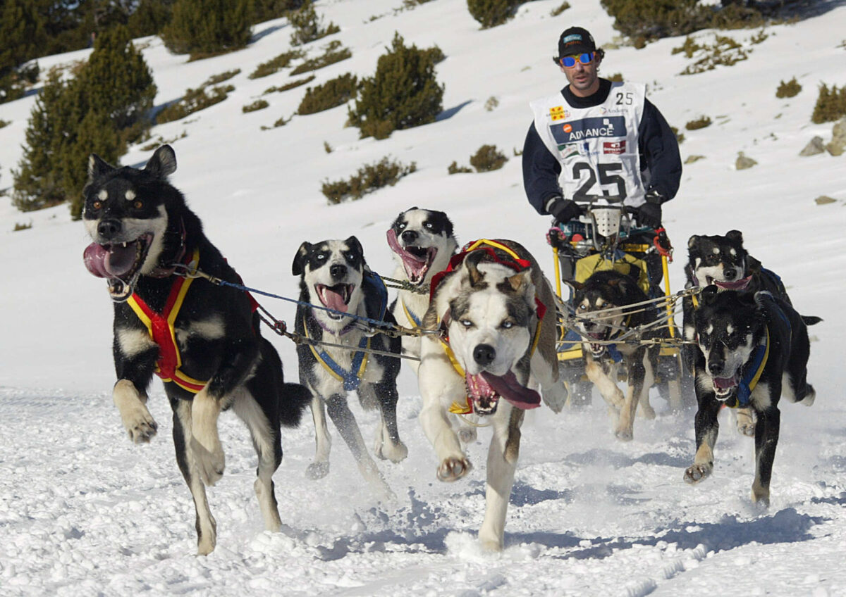 Imagen subida a Zaragoza Ciudad - mushers pirena 3