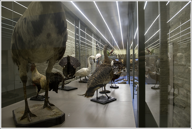 Museo de Ciencias Naturales de Zaragoza - Aves de la colección de Longino Navas expuestas en el museo de la Universidad de Zaragoza
