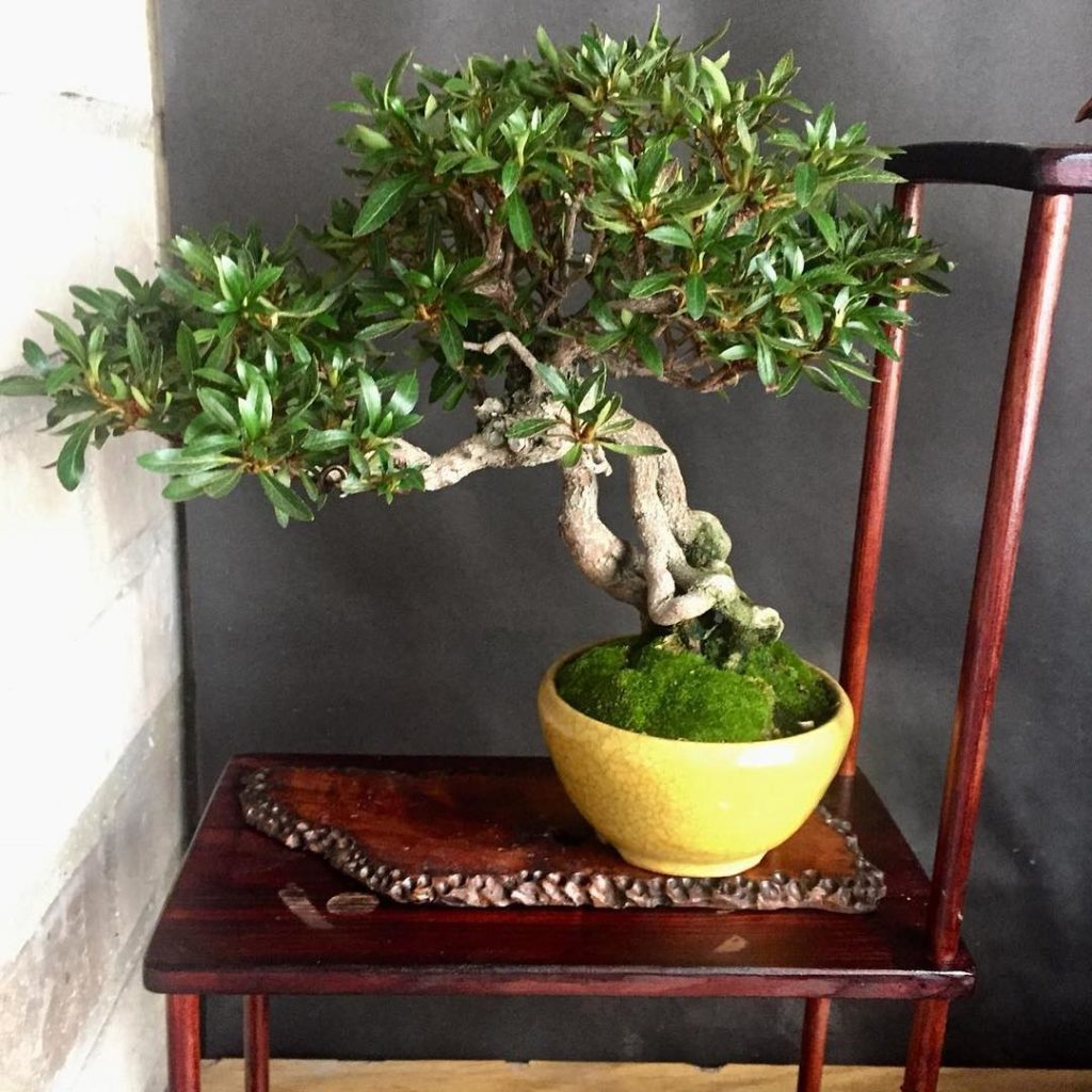 Un bonsai es uno de los mejores regalos made in zaragoza que le puedes hacer a tu madre para el día de la madre
