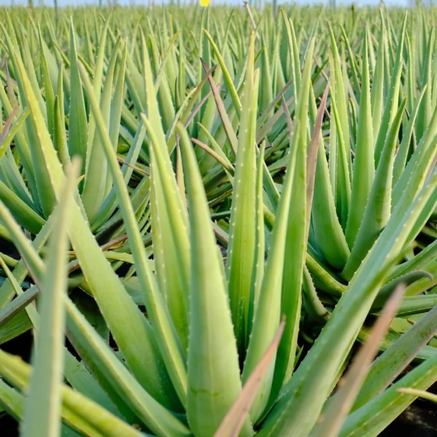 Imagen subida a Zaragoza Ciudad - 1024 1024 1