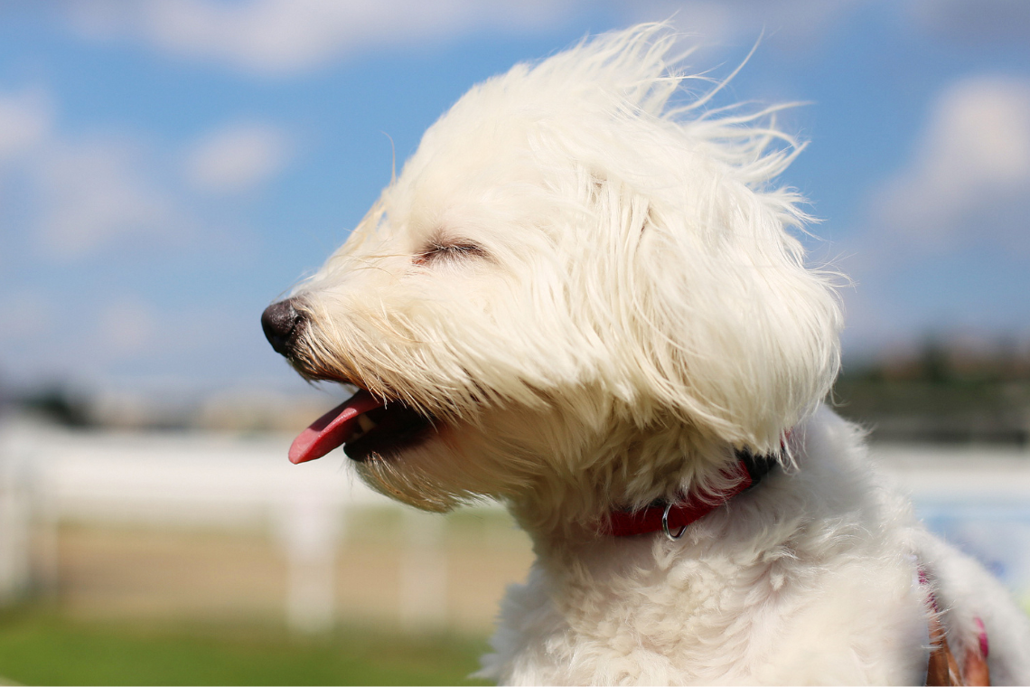 El cierzo explicado para foranos: manual de supervivencia