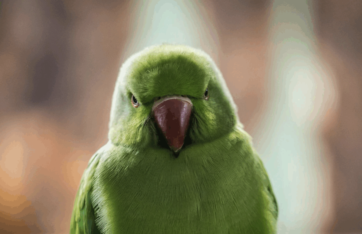 Las mascotas más comunes en Aragón