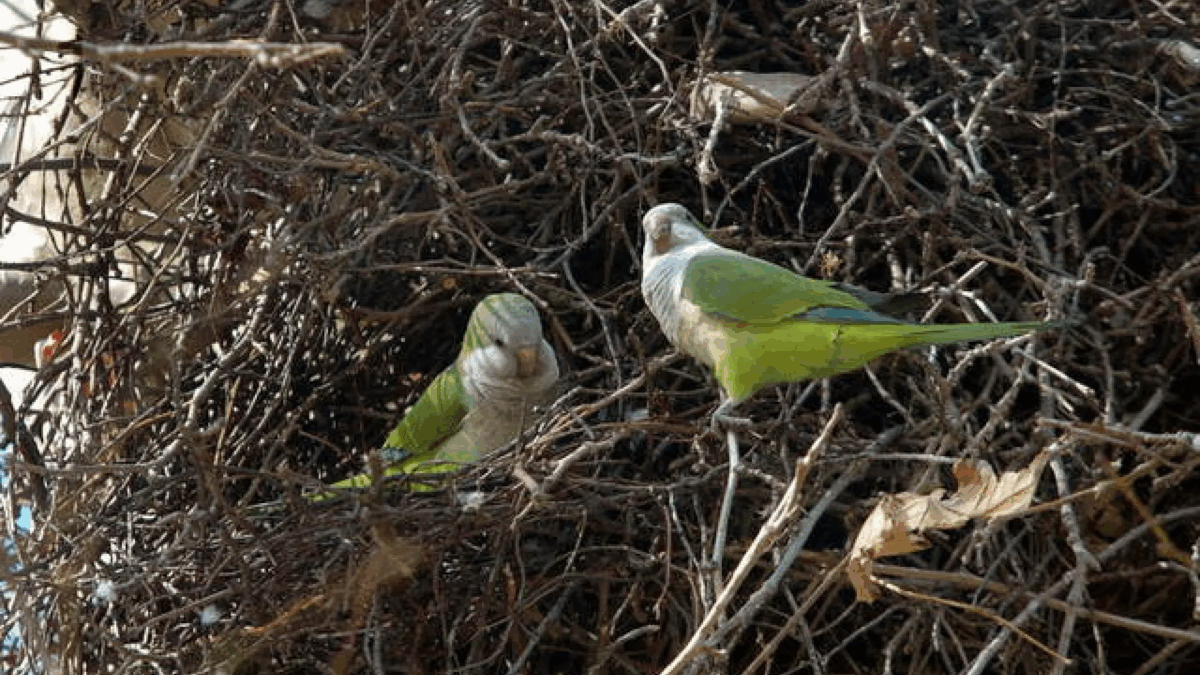 El parque Tío Jorge y su papel en la historia de Zaragoza 9 Imagen subida a Zaragoza Ciudad - image 1
