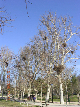 El parque Tío Jorge y su papel en la historia de Zaragoza 8 Imagen subida a Zaragoza Ciudad - image