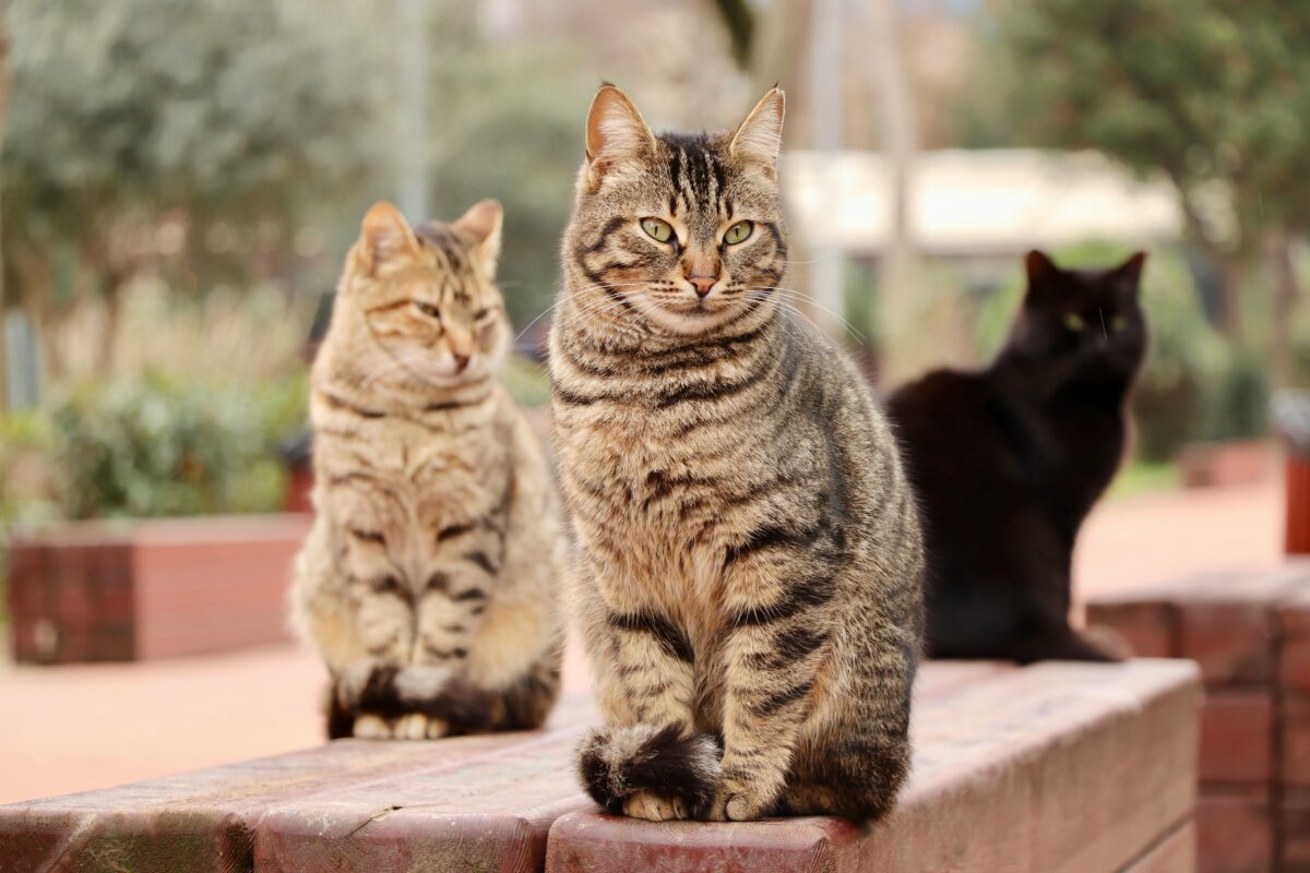11 Protectoras de animales en Zaragoza: listado completo con direcciones y contacto 3 protectoras