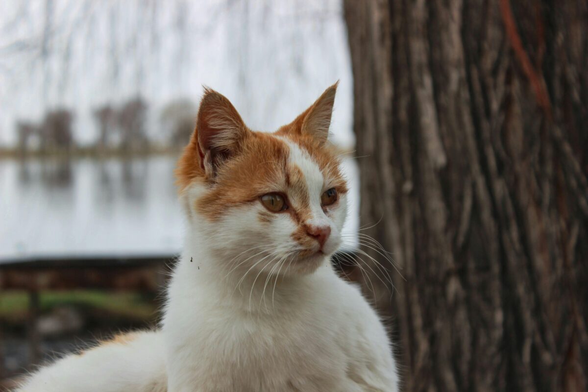 11 Protectoras de animales en Zaragoza: listado completo con direcciones y contacto 5 protectoras