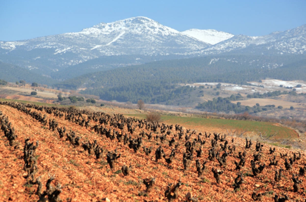 garnacha