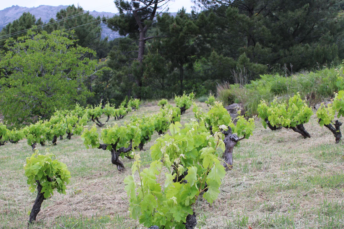 garnacha