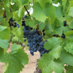 garnacha
