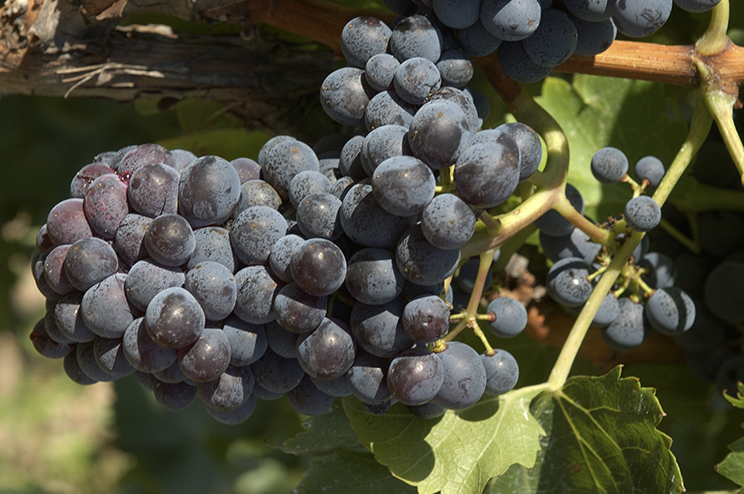 garnacha