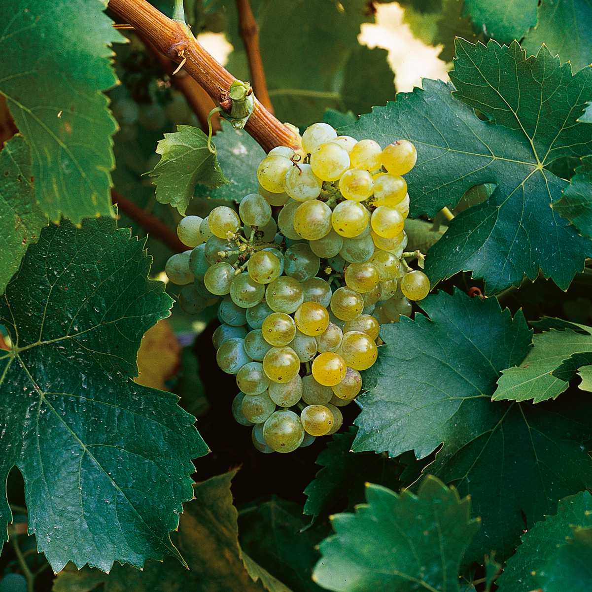 garnacha